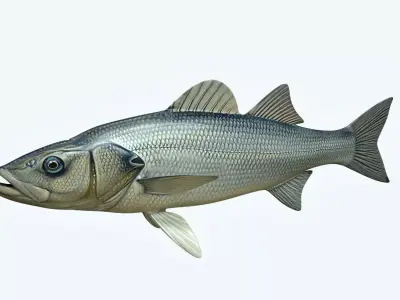 Seabass Fish 3D model order