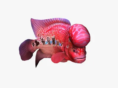 Flower horn Fish Low-poly 3D model