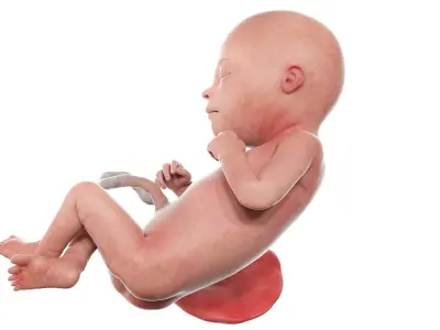 Fetus Week 22 Animated 3D model