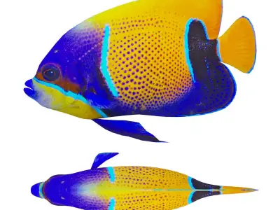 bluegirdled angel fish Low-poly 3D model