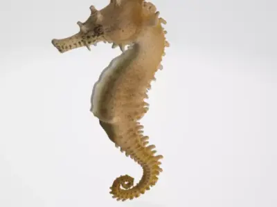 Seahorse 3D model purchase