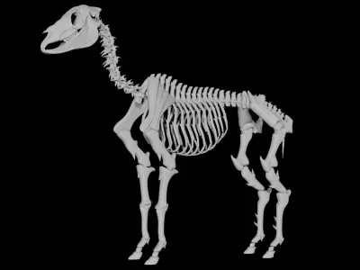 Horse Skeleton Low-poly 3D model