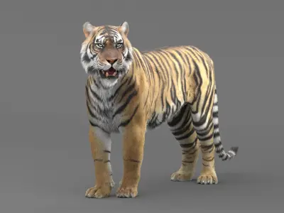  Tiger Rigged Maya 