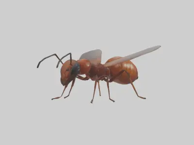 Honey Ant Low-poly 3D model