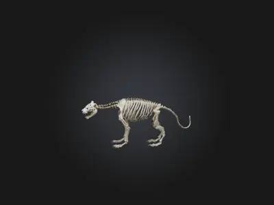 Realistic Tiger Skeleton Model Low-poly 3D model