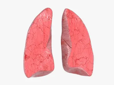  Lungs CrossSection 
