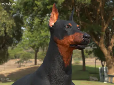 Doberman Pinscher Dog Lying Down 3D model