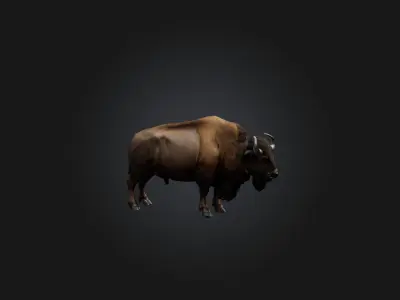 Realistic Bison Model Low-poly 3D model