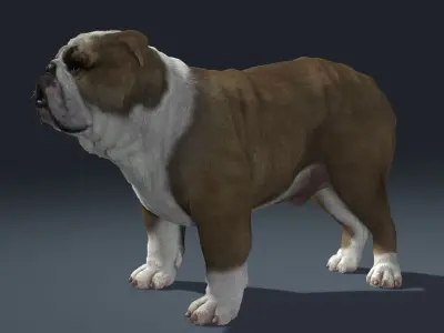 Bulldog 3D model get