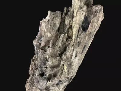 Dry Old Tree trunk wood 3d scan highpoly 3D model