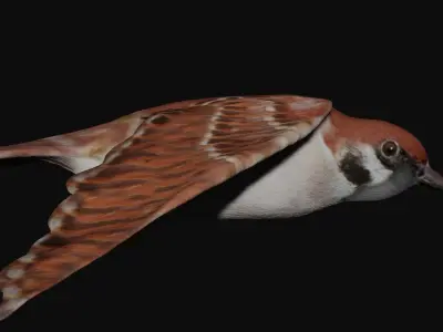 Sparrow bird fully rigged and low poly Low-poly 3D model