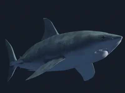 Great White 3D model