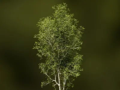European Beech 01 3D Scanned Animated 3D model