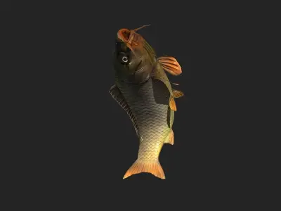 animated carp fish Low-poly 3D model