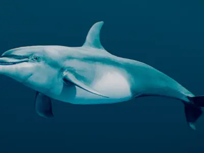 Bottlenose Dolphin 3D model purchase