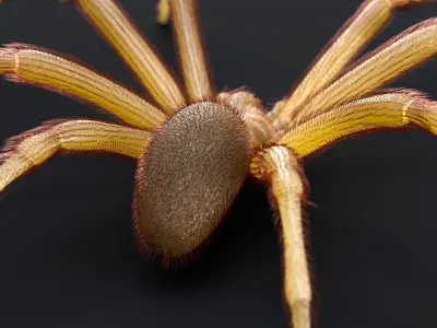 Brown Recluse Spider Low-poly 3D model purchase