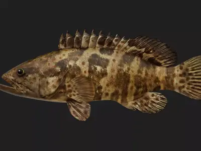 Grouper Low-poly 3D model