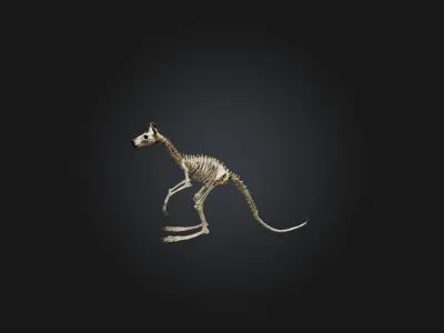 Realistic Kangaroo Skeleton Model Low-poly 3D model