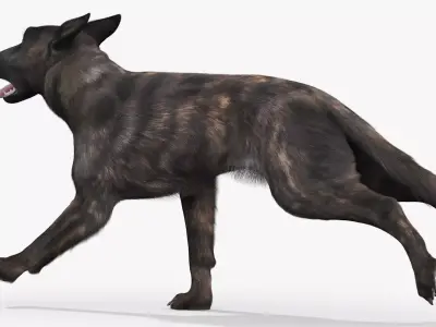 Dutch Shepherd Dog Running Fur Animated Rigged For Maya 3D model