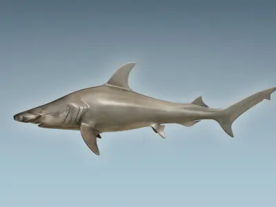 Hammerhead Shark 3D model 2