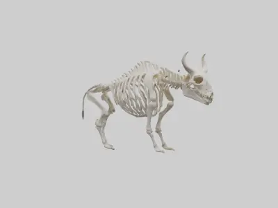 Bison Skeleton model 3D model