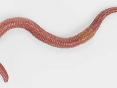  Earthworm Rigged 