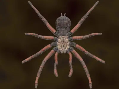 Spider 3d Model Low-poly 3D model
