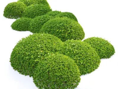 Green Ligustrum 3D model