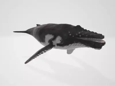 Whale humpback 3D model purchase