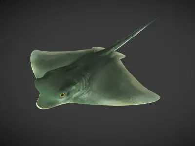 Ray 01 Low-poly 3D model