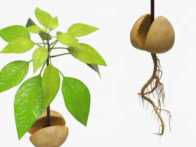 Avocado Seedling Growing in Water Vase Fur 3D model