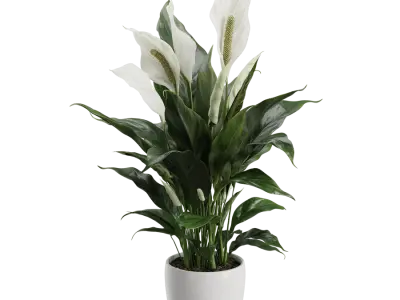  Peace Lily Plant Model  buy