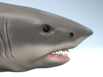 White Shark  Low-poly 3D model