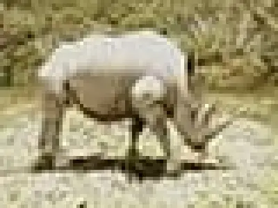 Rhinoceros rhino in grass 3D model