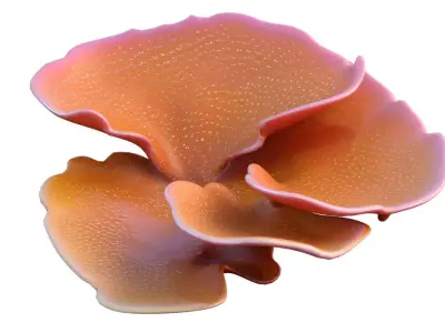 Coral collection 21-30   Low-poly 3D model