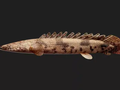 Bichir Low-poly 3D model purchase
