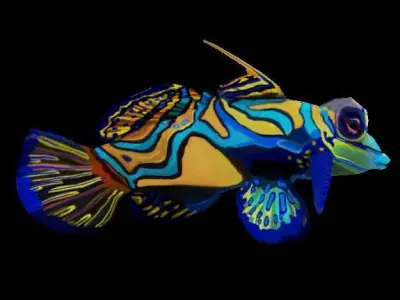 Mandarin fish Low-poly 3D model