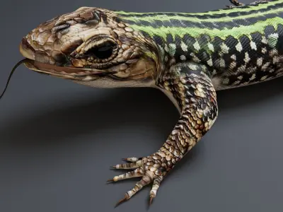 Lizard 3D model get