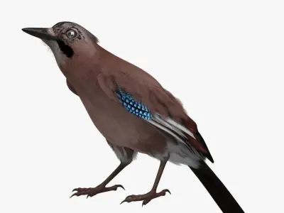 Garrulus Glandarius 'Eurasian Jay' 3D model