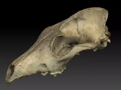 Fox Skull 3D model purchase