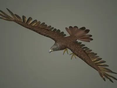eagle bird animal  nature feather wing fly flying 3D model