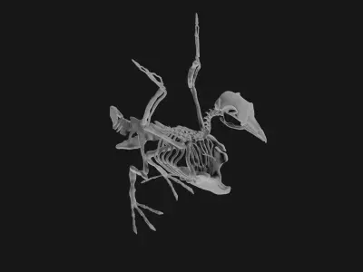 Pigeon skeleton 3D model