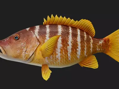 Snapper Low-poly 3D model 2
