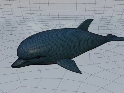 Dolphin 3D model 3