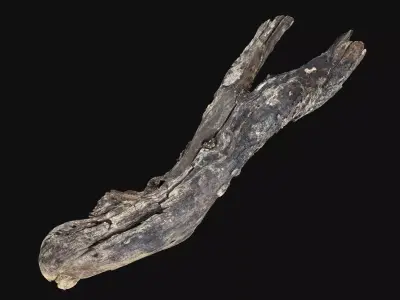 Tree trunk wood 3d scan highpoly 3D model