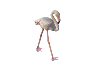 Flamingo 3D model get