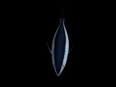 Tuna fish Low-poly 3D model 3