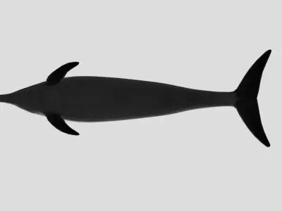 Pantropical Spotted Dolphin Animated  Low-poly 3D model