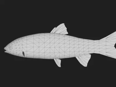 GrassCarp Low-poly 3D model