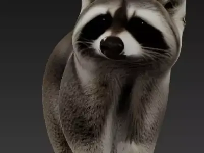 racoon 3D model purchase